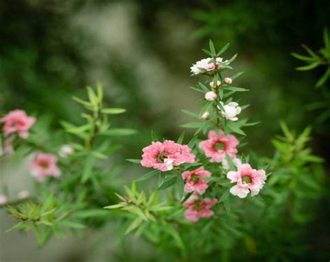 松紅梅種植|【松紅梅 種植】驚艷花海！松紅梅種植秘訣大公開，讓你家盆栽。